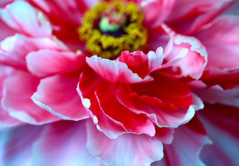 菏澤中國牡丹園+冀魯豫邊區革命紀念館賞花一日游